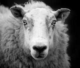 Ewe_sheep_black_and_white